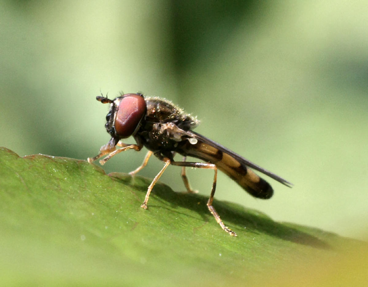 piccolo dittero da identificare